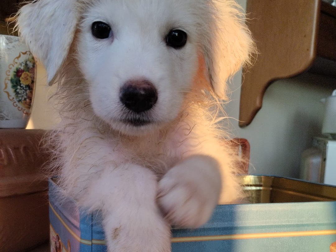 Vuoi adottare un cane a Vibo?