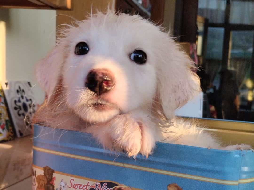 Adotta il cane Sirio a Vibo
