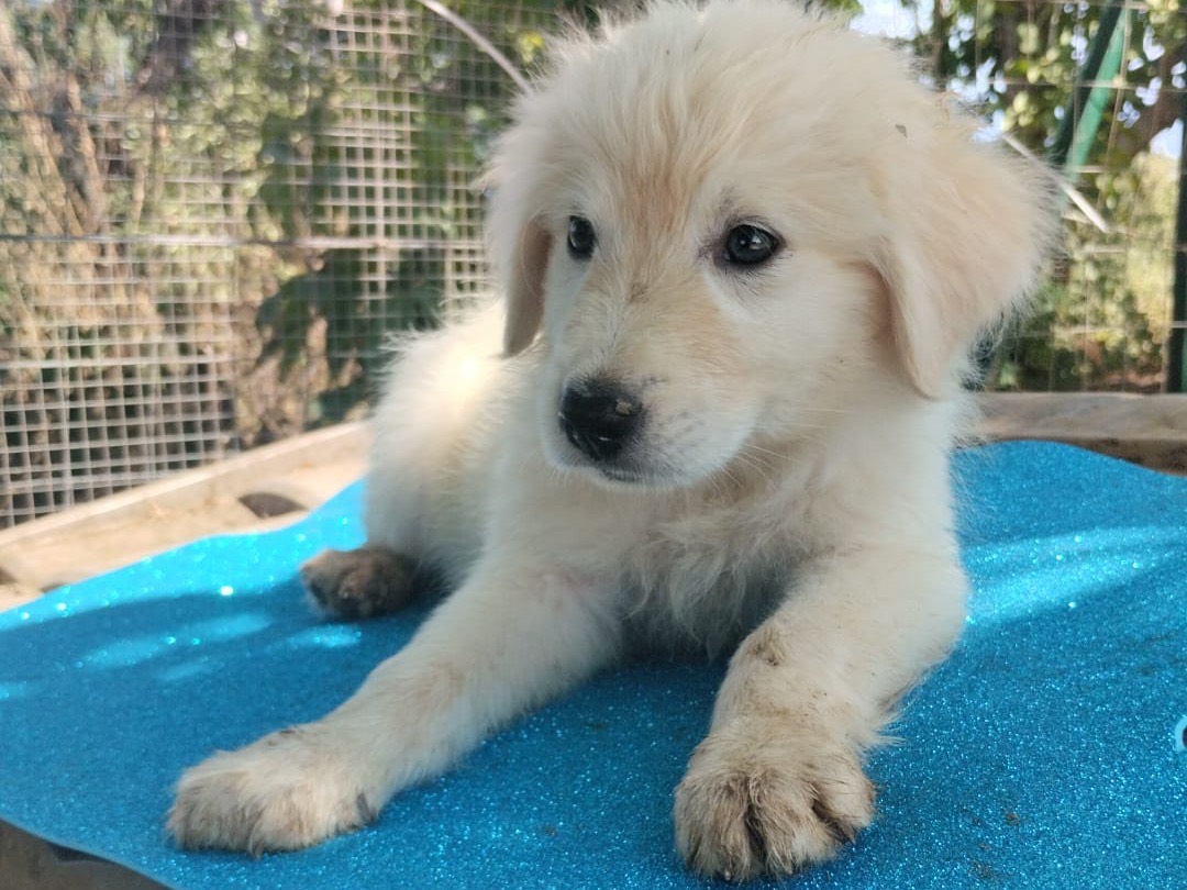 Adotta un cane, taglia media, maschio, Vibo