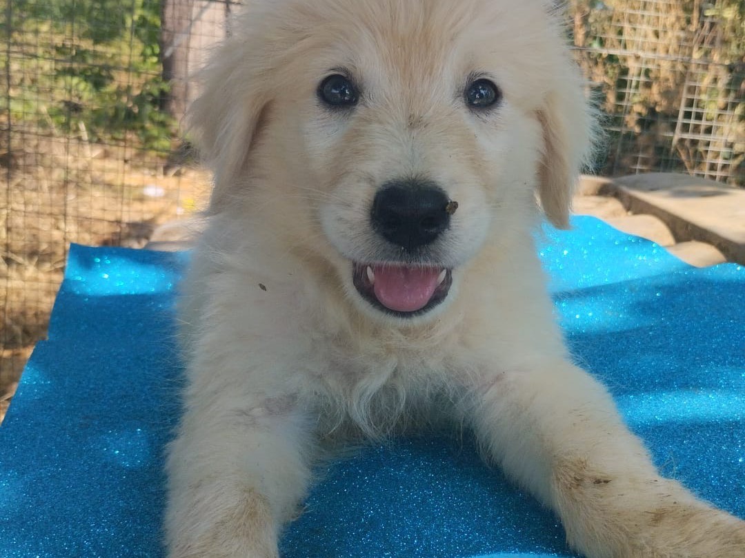 Adozione cane, maschio, Razza sconosciuta Razza sconosciuta, 3 mesi, taglia media, Vibo