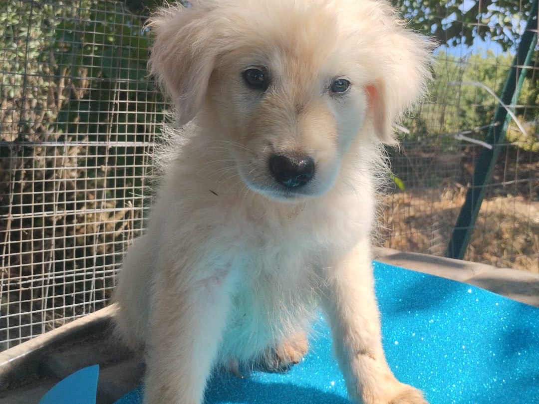 Adotta un cane, maschio, 3 mesi, Vibo
