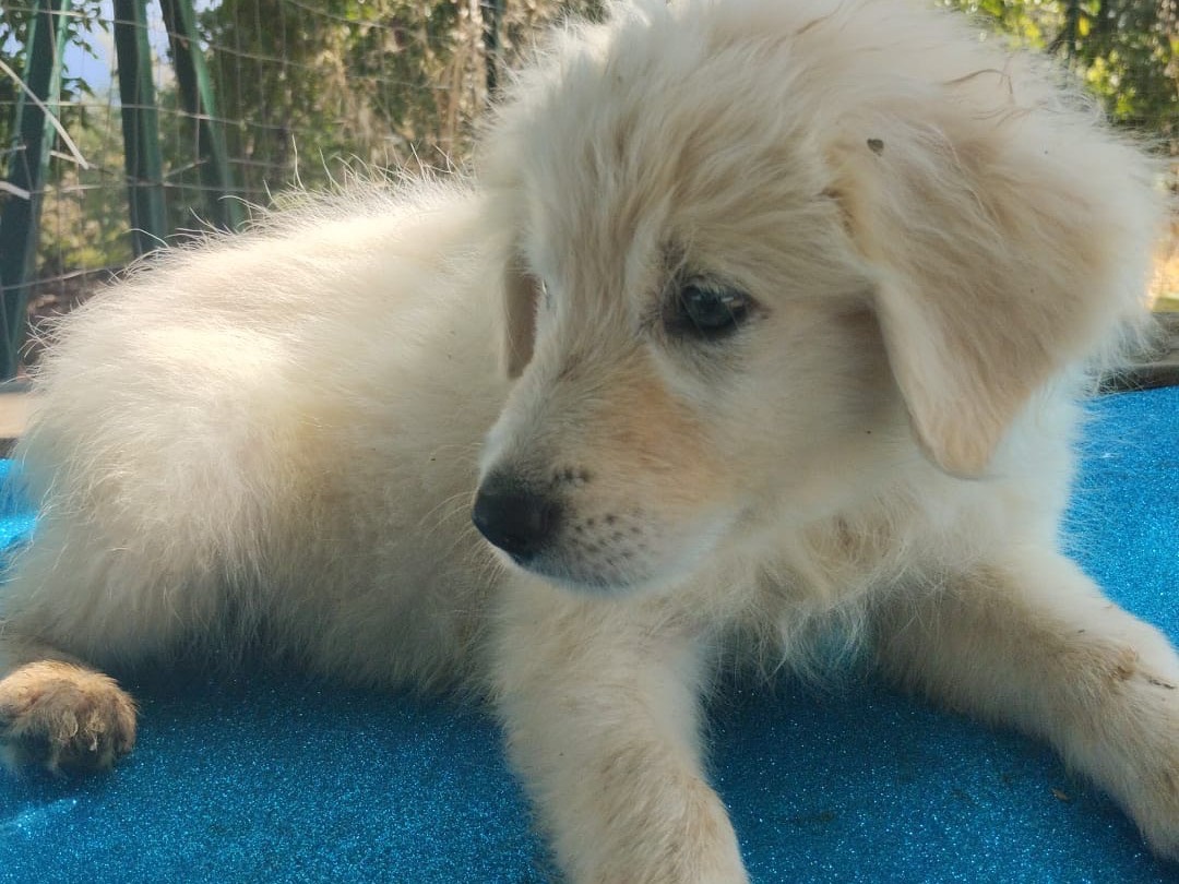 Vuoi adottare un cane a Vibo?