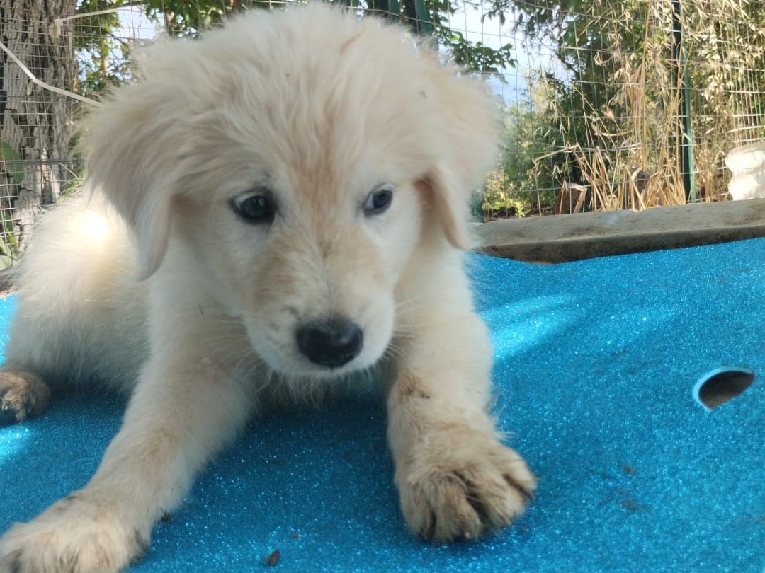 Adotta il cane Kimo a Vibo