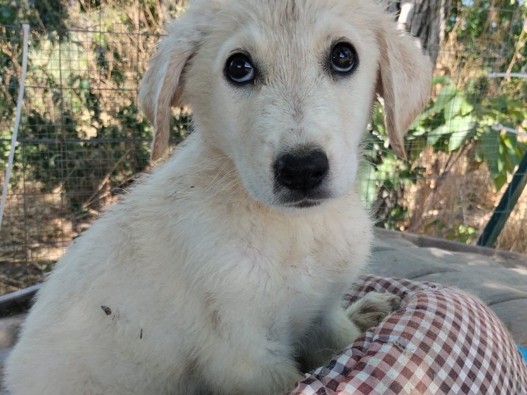 Vuoi adottare un cane a Vibo?
