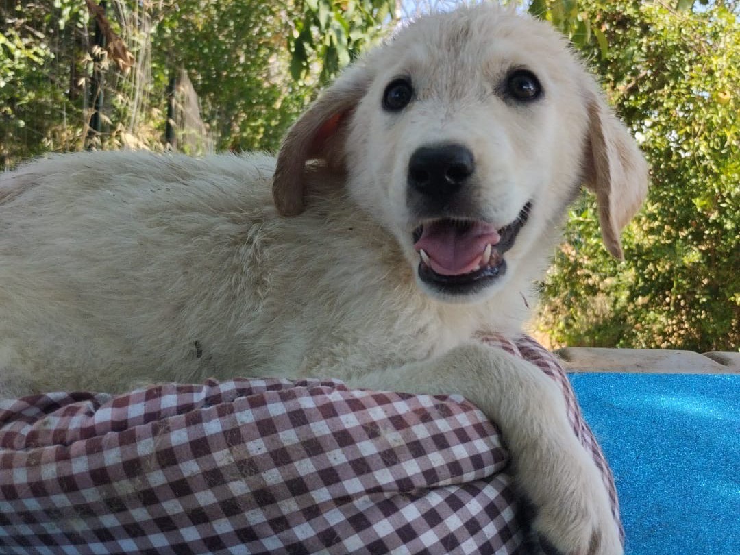Adotta un cane, maschio, 3 mesi, Vibo