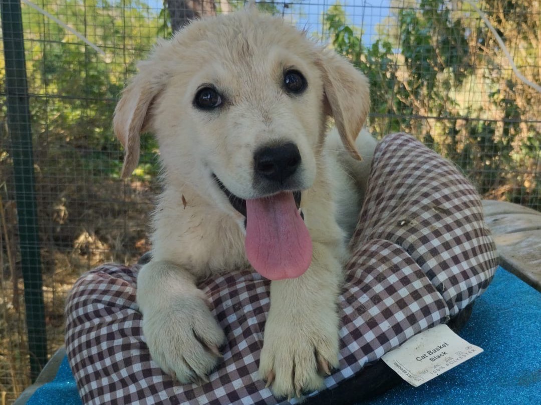 Adozione cane, maschio, Razza sconosciuta Razza sconosciuta, 3 mesi, taglia media, Vibo