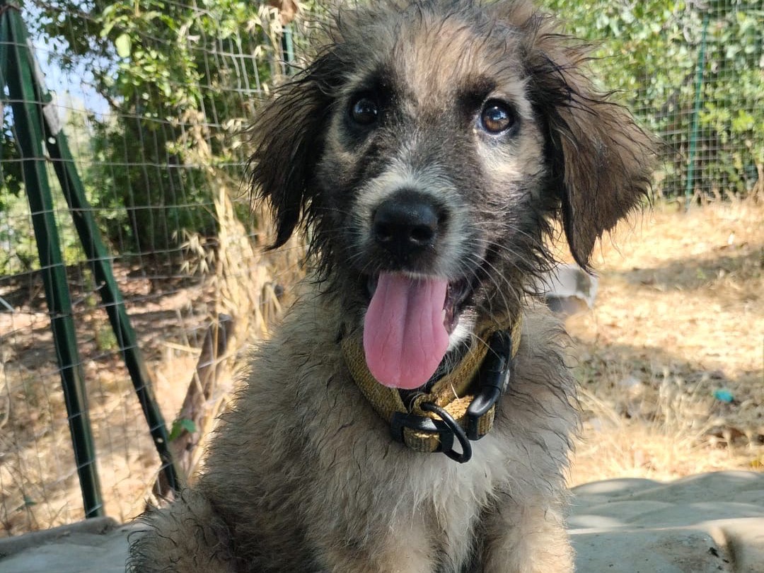 Adozione cane, maschio, Razza sconosciuta Razza sconosciuta, 3 mesi, taglia media, Vibo