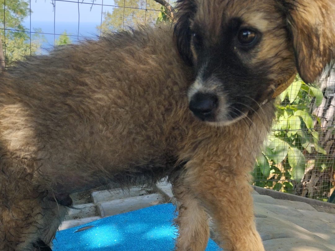 Adotta un cane, maschio, 3 mesi, Vibo