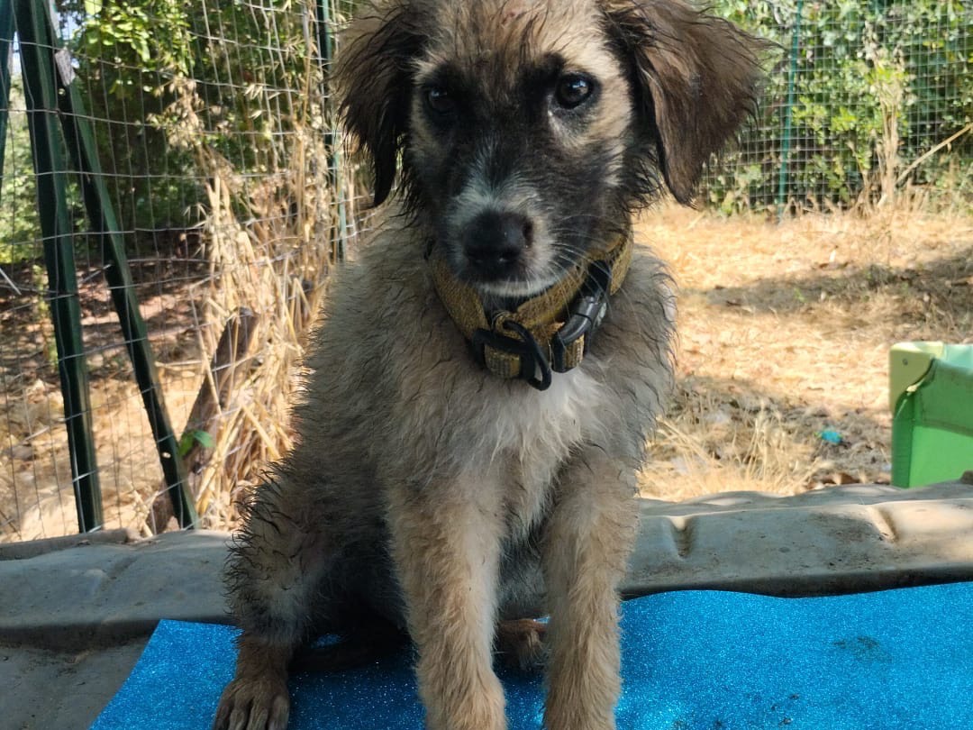 Adotta un cane, taglia media, maschio, Vibo