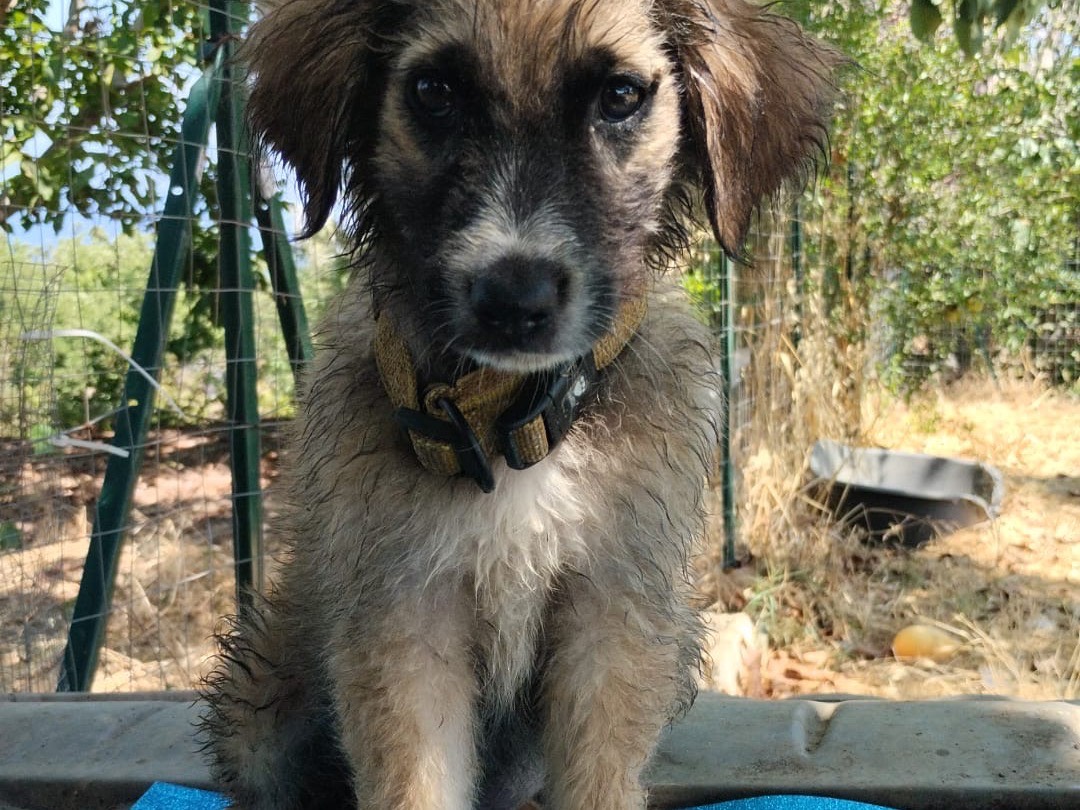Vuoi adottare un cane a Vibo?
