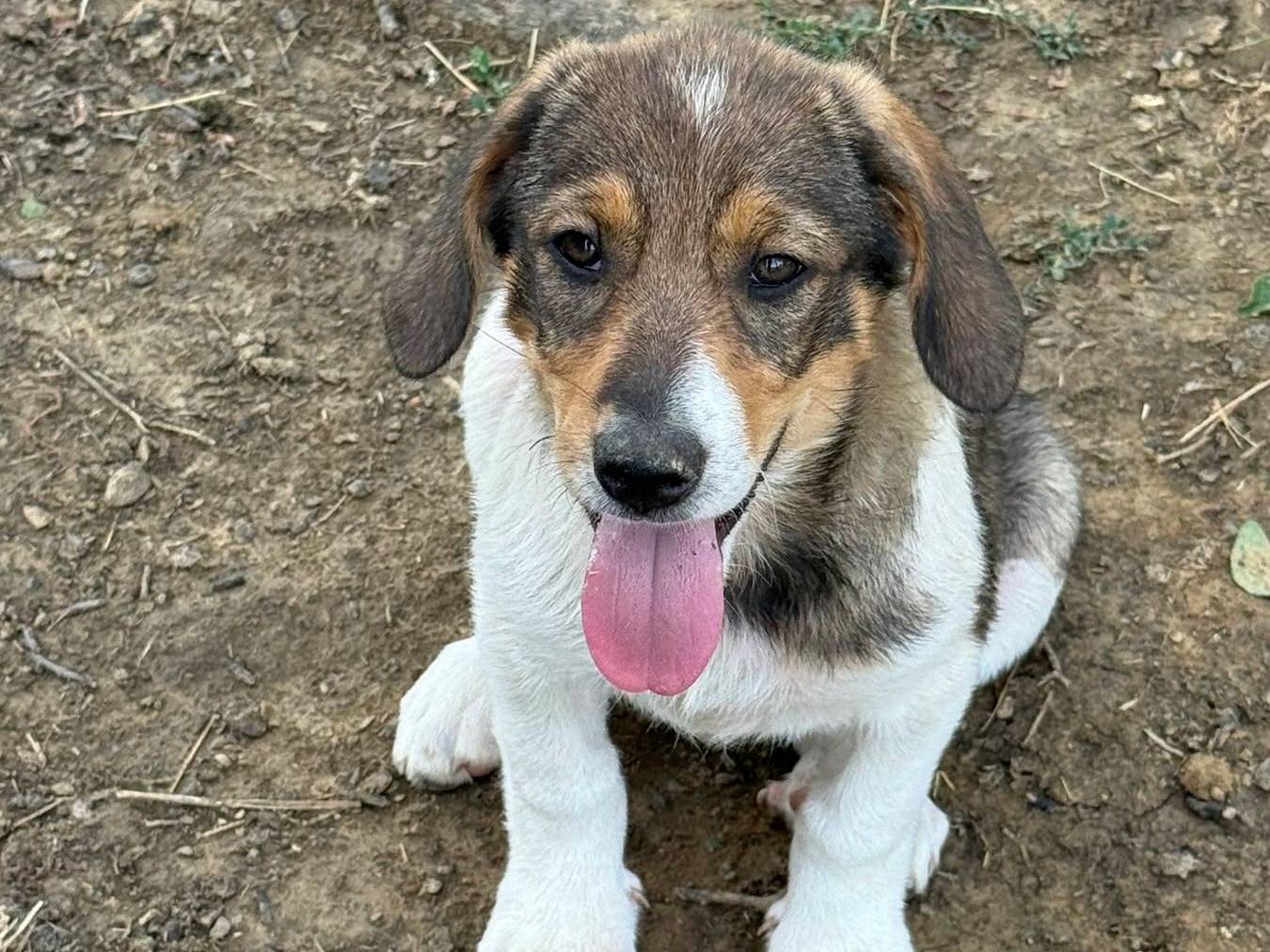 Adotta il cane DINA e DARA a Firenze