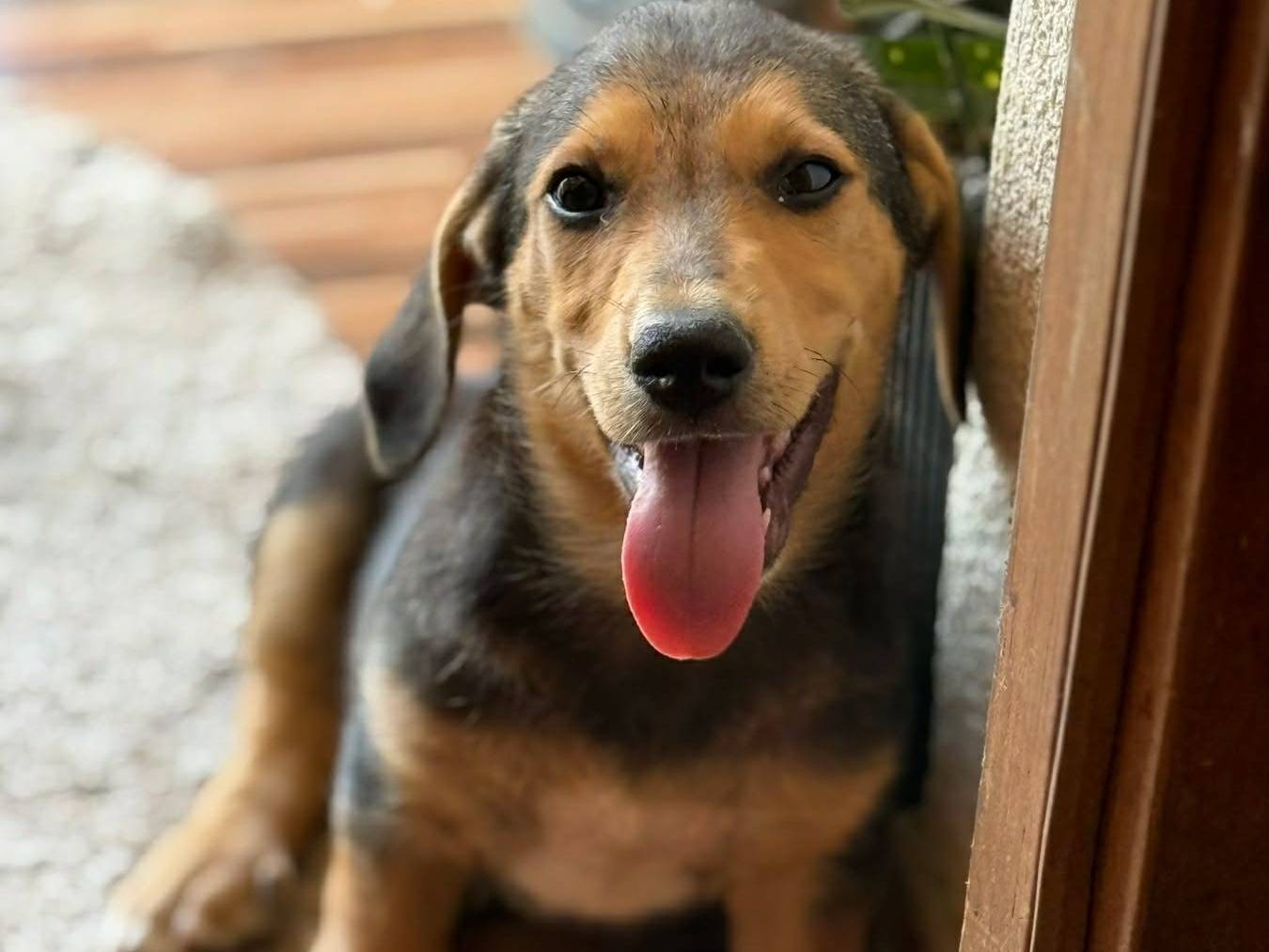 Adozione cane, maschio, Razza sconosciuta Razza sconosciuta, 4 mesi, taglia media contenuta, Firenze