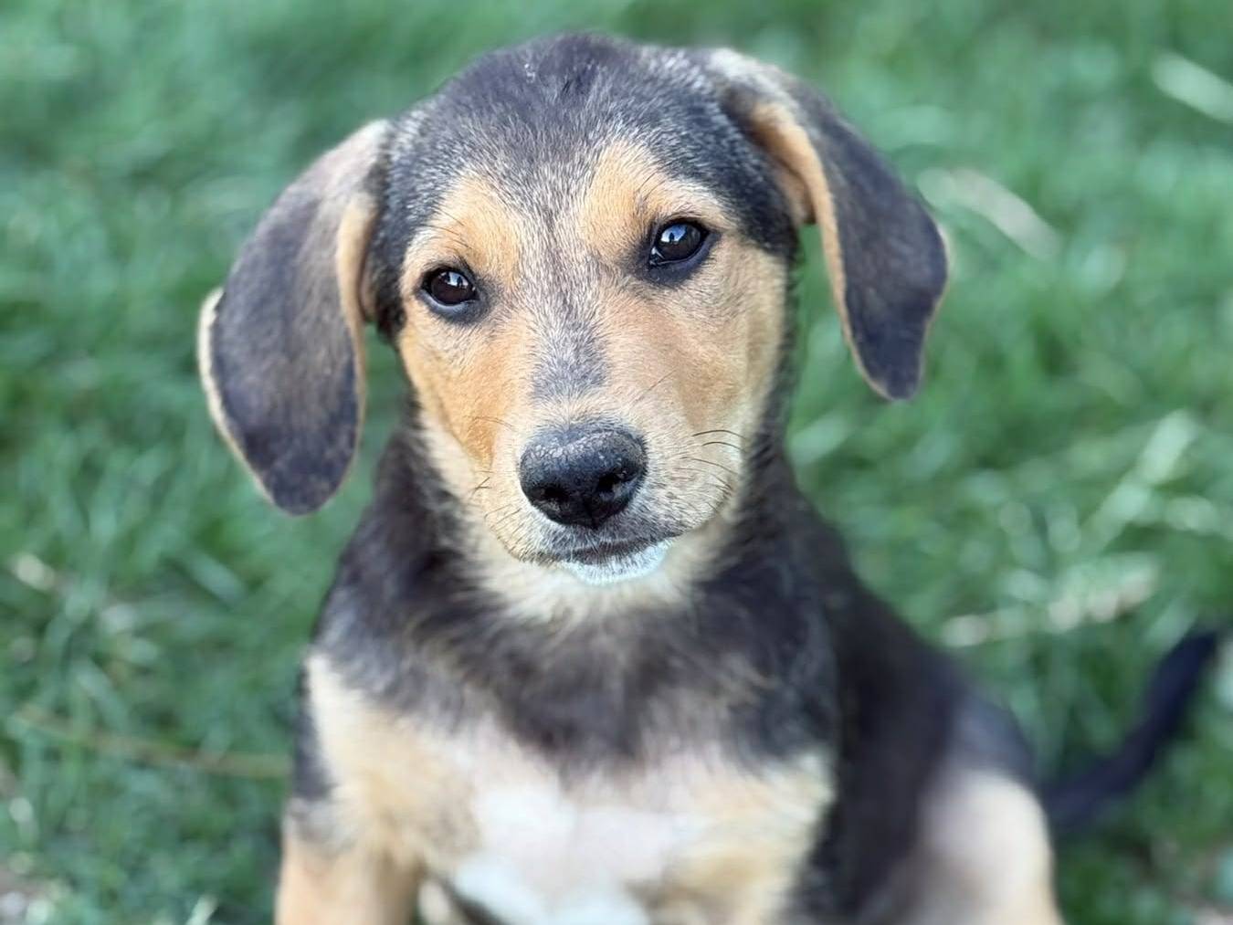 Adotta un cane, maschio, 4 mesi, Firenze