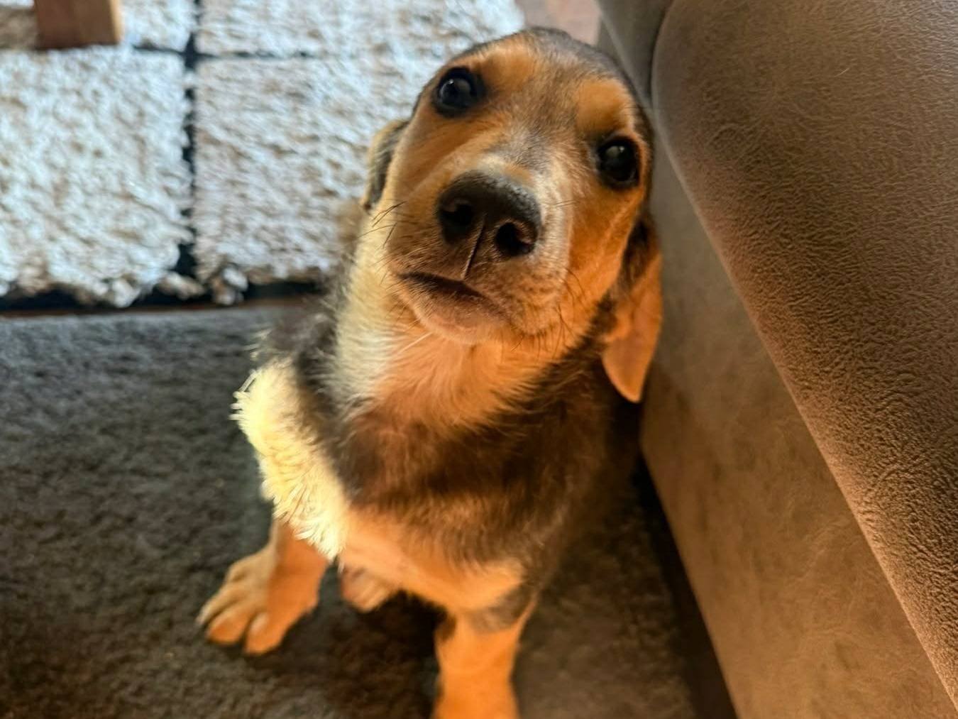 Adotta un cane, taglia media contenuta, maschio, Firenze