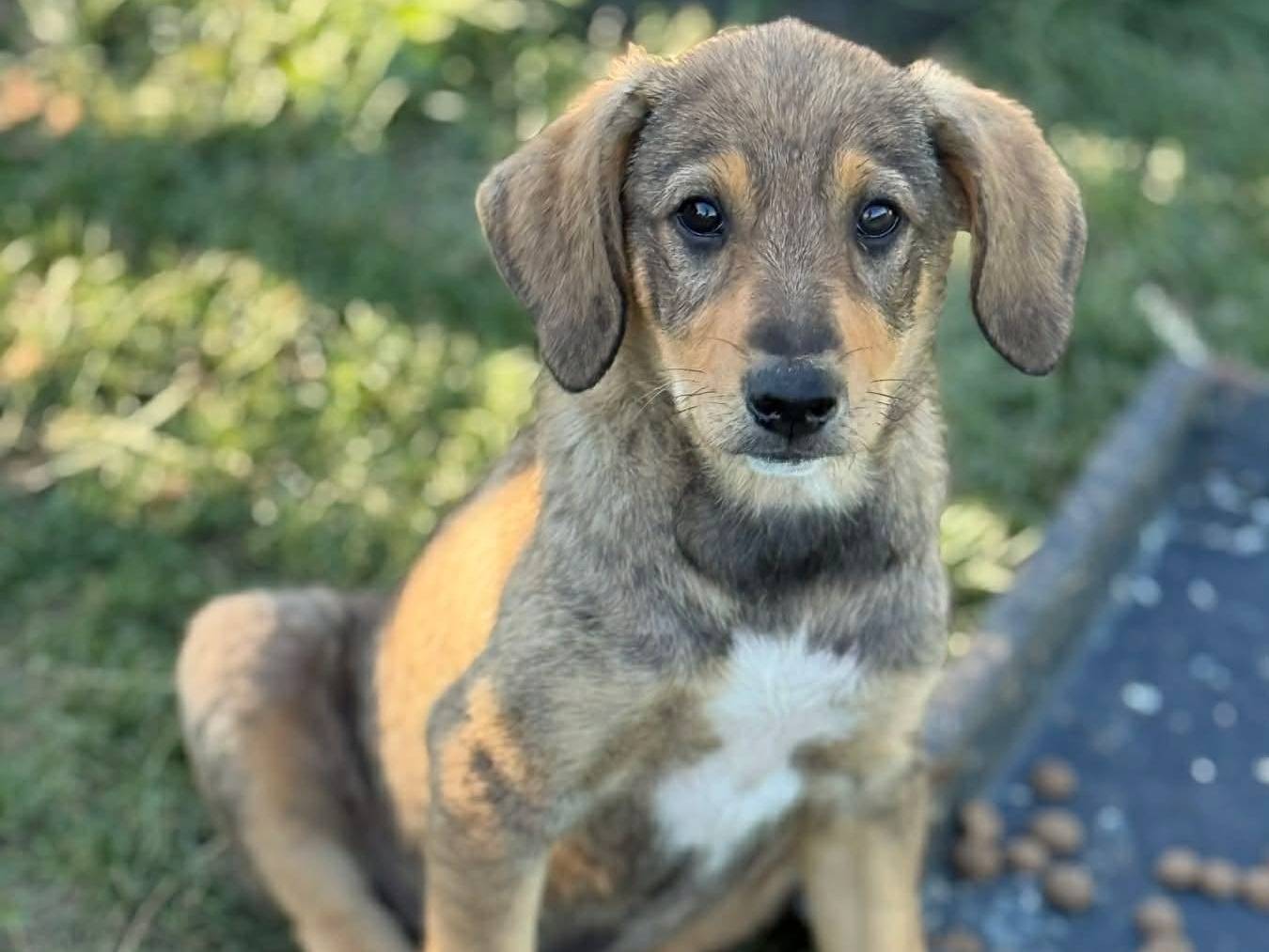 Vuoi adottare un cane a Firenze?