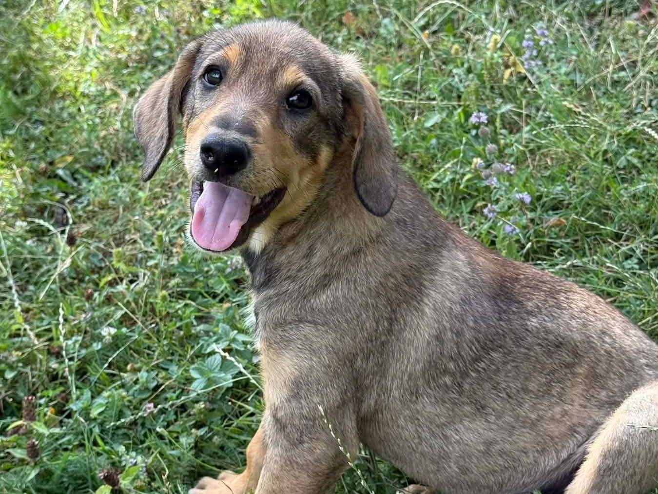 Adotta il cane DENI e DANI a Firenze