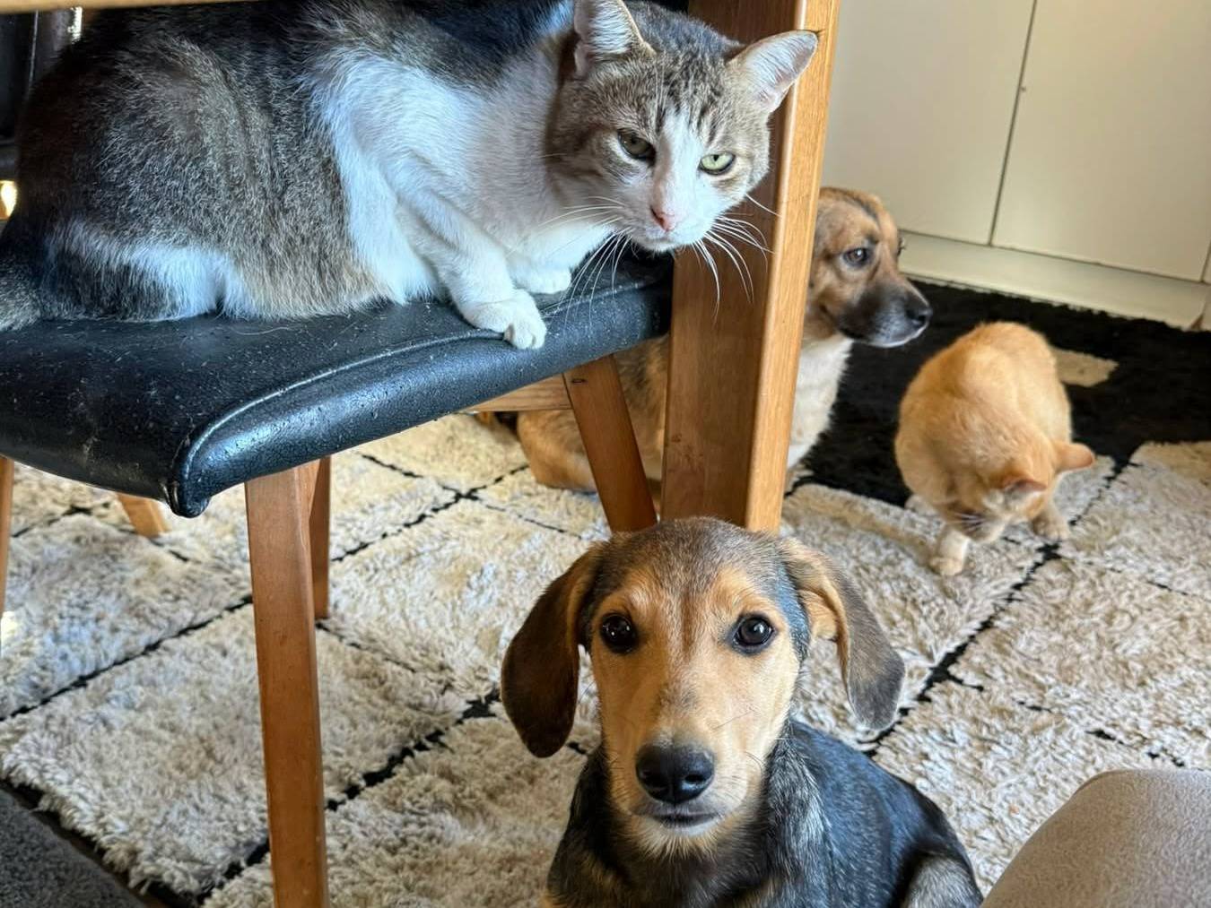 Vuoi adottare un cane a Firenze?