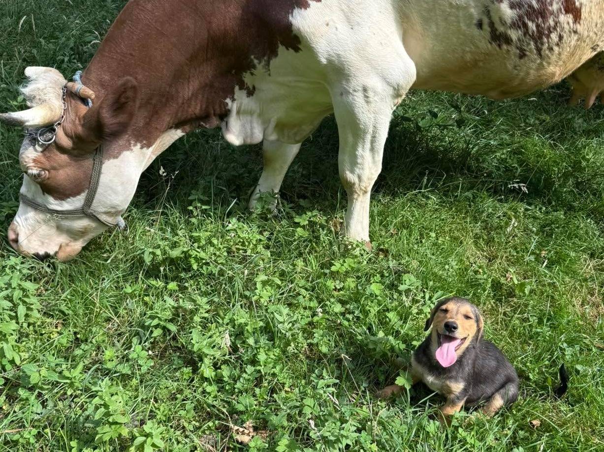 Adotta un cane, taglia media contenuta, maschio, Firenze