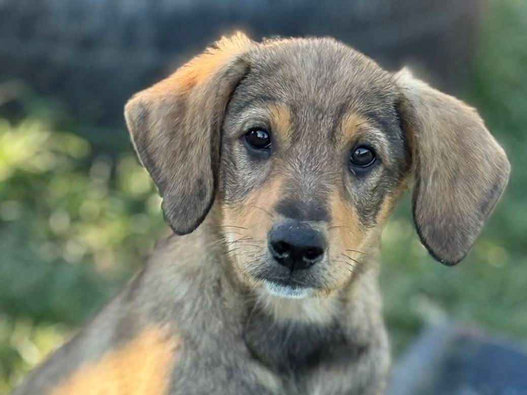 Adotta un cane, maschio, 4 mesi, Firenze