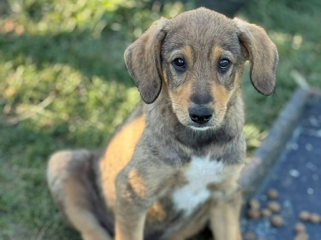Adozione cane, maschio, Razza sconosciuta Razza sconosciuta, 4 mesi, taglia media, Firenze