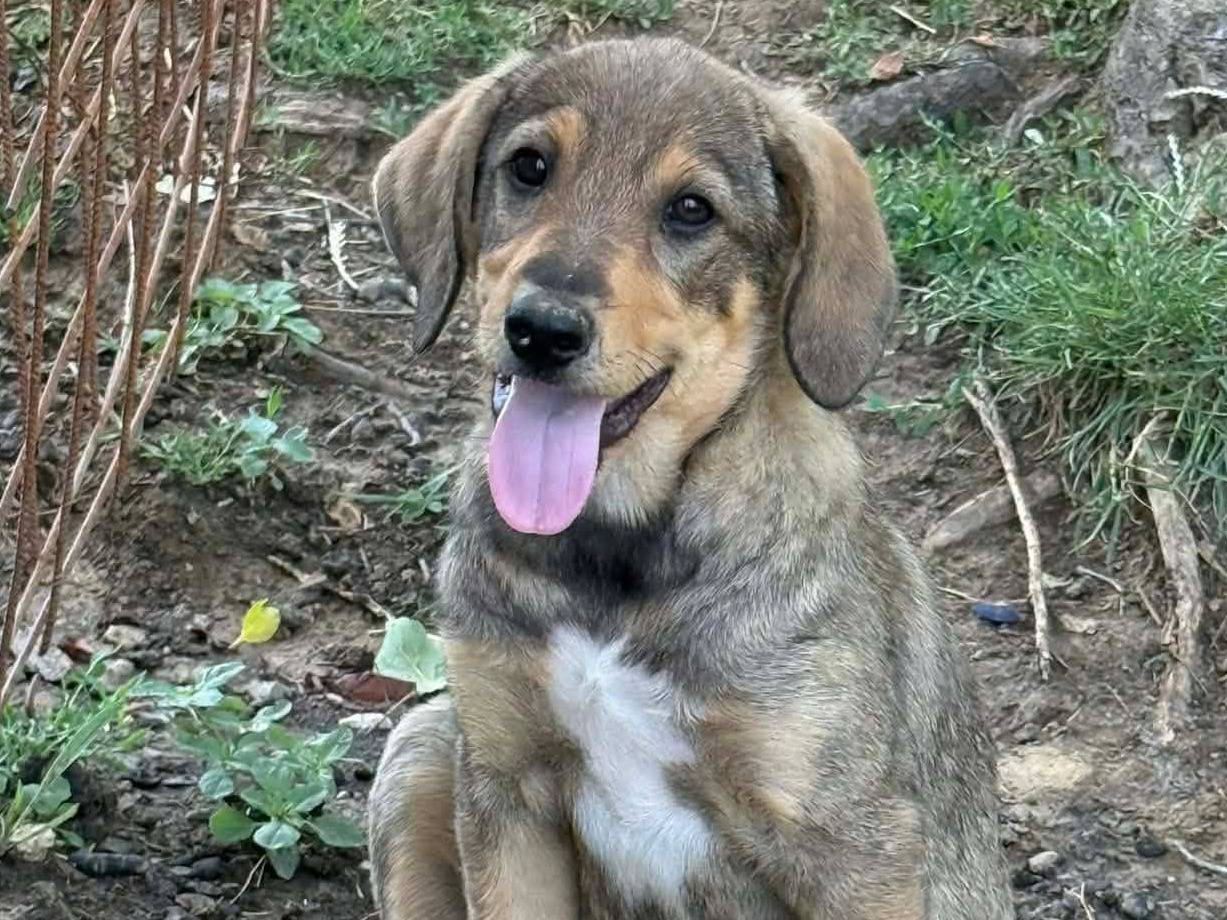 Adotta un cane, taglia media, maschio, Firenze