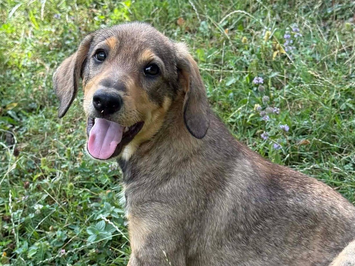 Vuoi adottare un cane a Firenze?