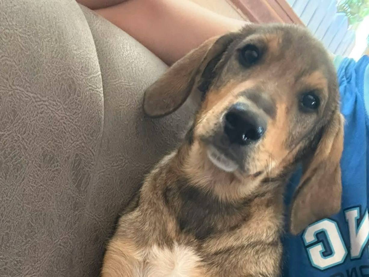 Adotta il cane DENI a Firenze