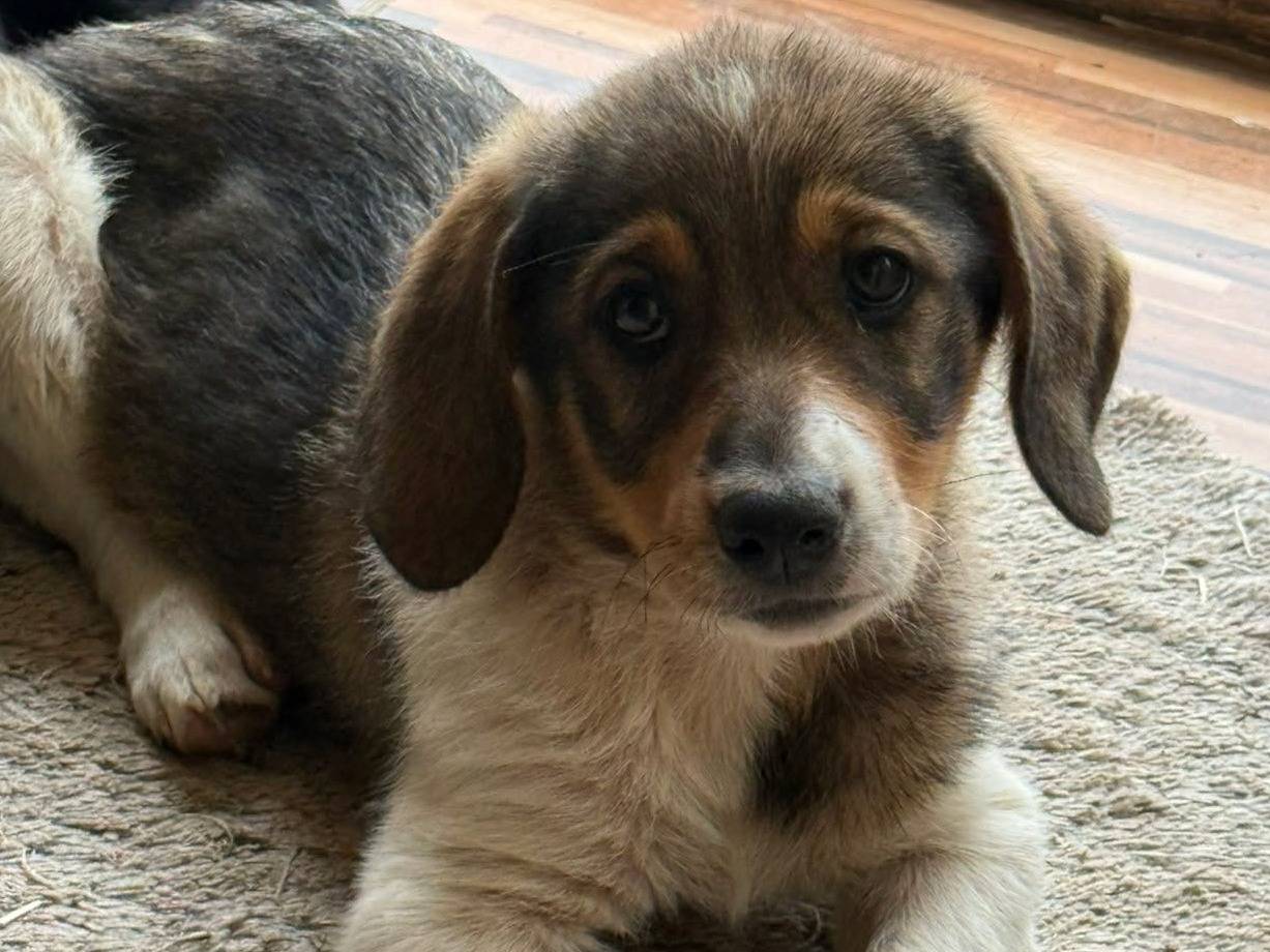 Adozione cane, femmina, Razza sconosciuta Razza sconosciuta, 4 mesi, taglia media contenuta, Firenze