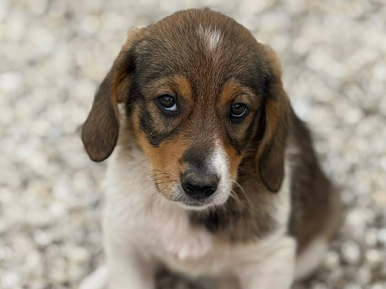 Adotta un cane, femmina, 4 mesi, Firenze