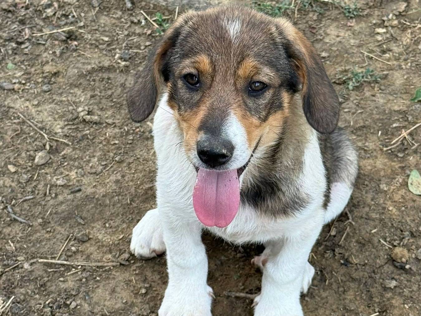 Adotta un cane, taglia media contenuta, femmina, Firenze