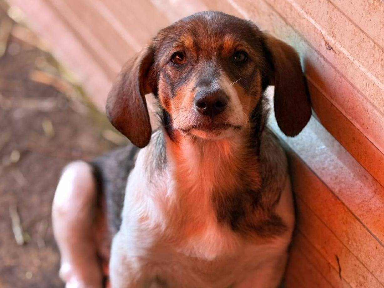 Vuoi adottare un cane a Firenze?