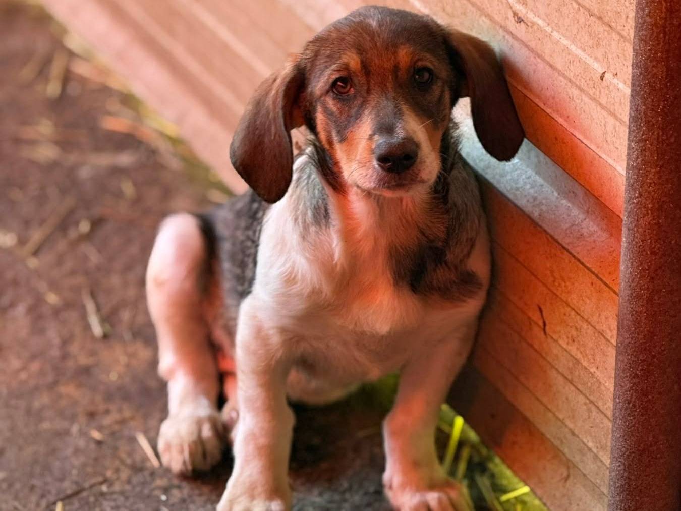 Adotta il cane DARA a Firenze