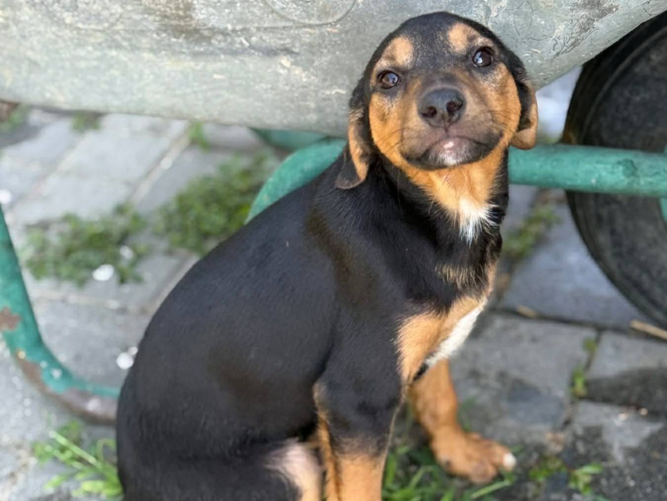 Adotta un cane, maschio, 4 mesi, Firenze