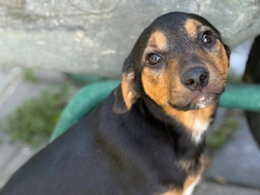 Adozione cane, maschio, Razza sconosciuta Razza sconosciuta, 4 mesi, taglia media, Firenze