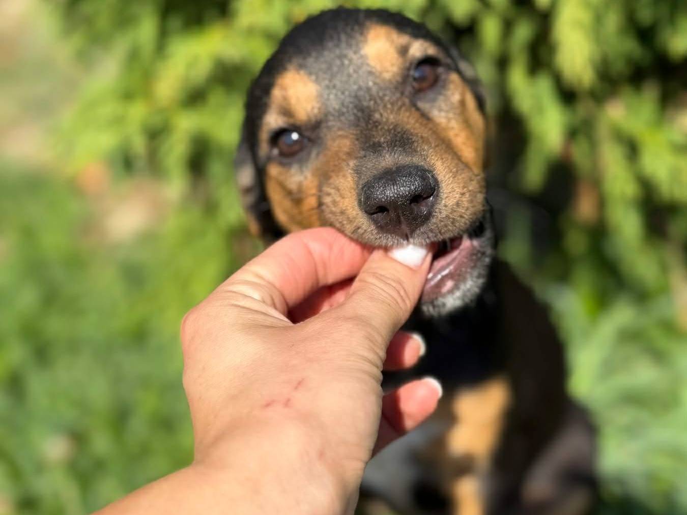 Adotta un cane, taglia media, maschio, Firenze