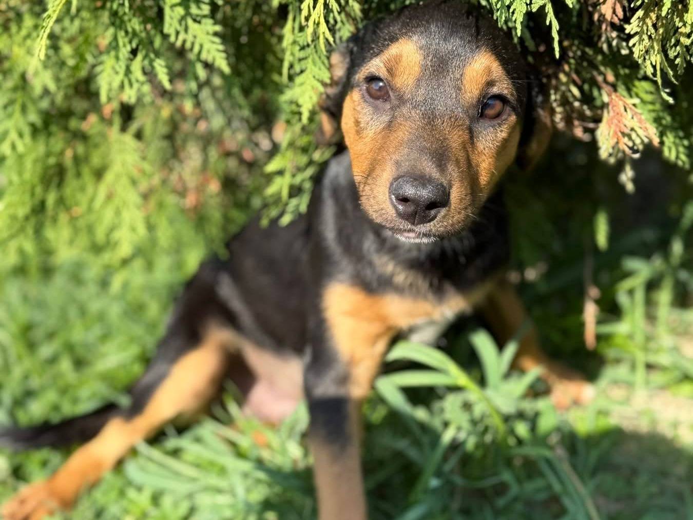 Vuoi adottare un cane a Firenze?