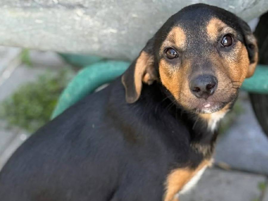 Adotta il cane MATTEO a Firenze