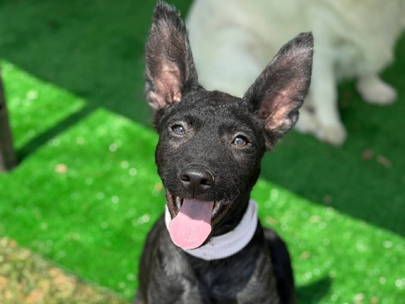Adotta un cane, taglia media contenuta, maschio, Firenze