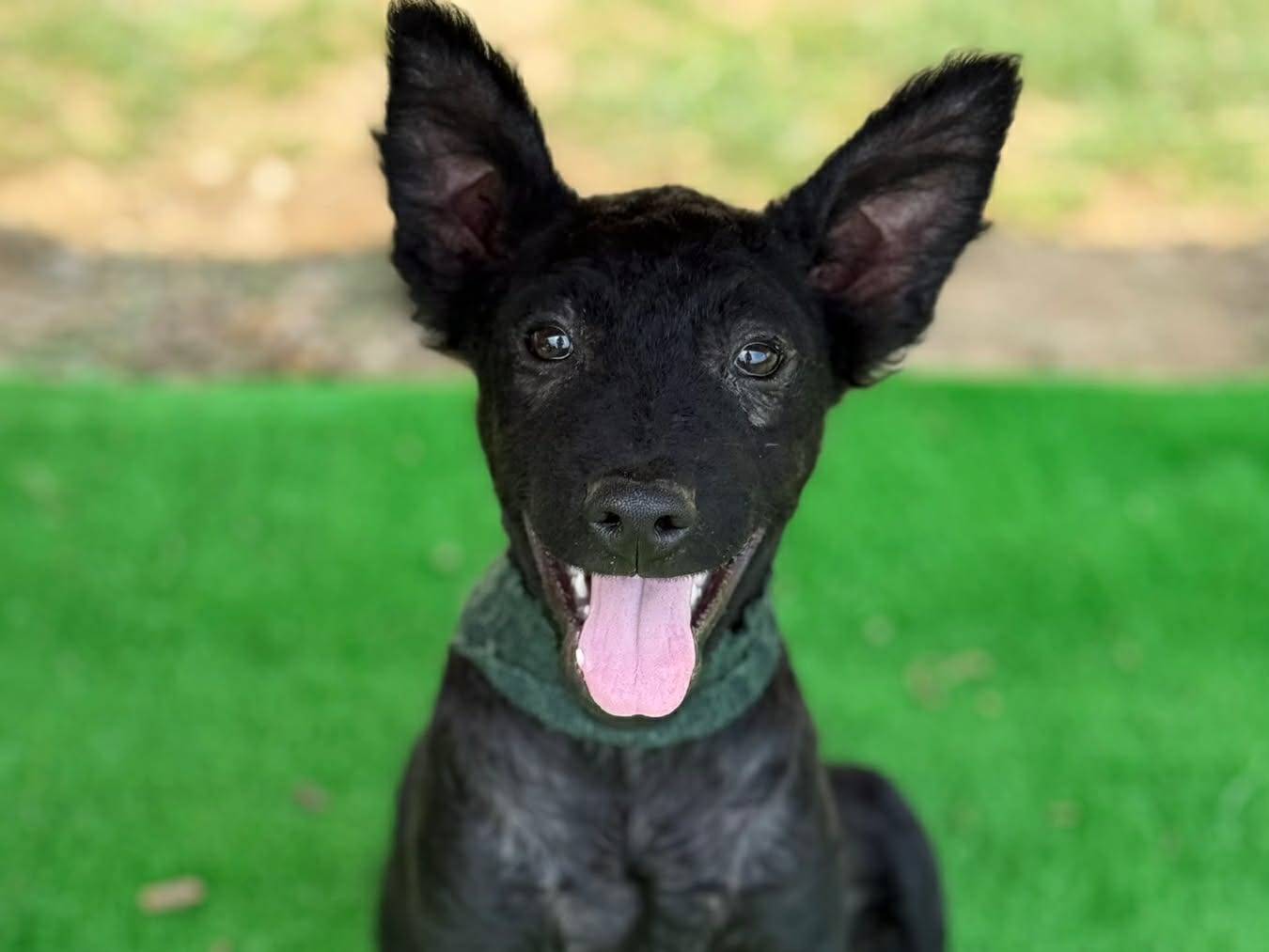 Adotta un cane, maschio, 3 mesi, Firenze