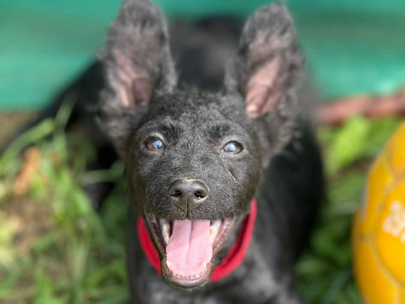 Adozione cane, femmina, Razza sconosciuta Razza sconosciuta, 3 mesi, taglia media contenuta, Firenze