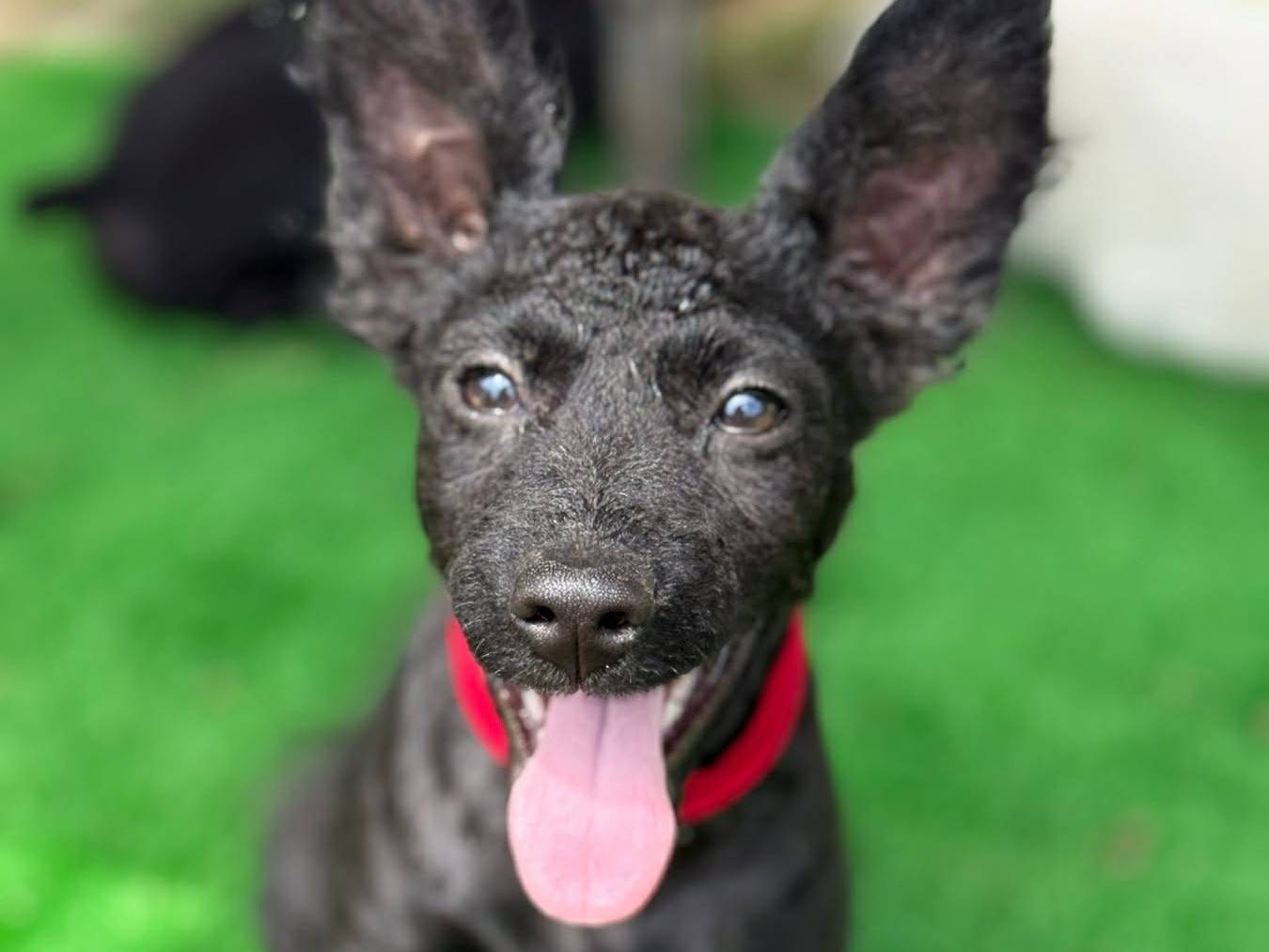 Adotta un cane, femmina, 3 mesi, Firenze