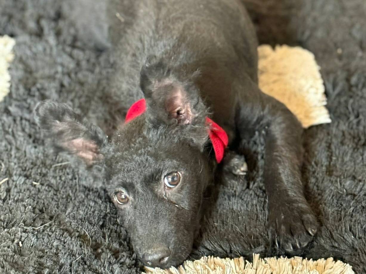 Vuoi adottare un cane a Firenze?