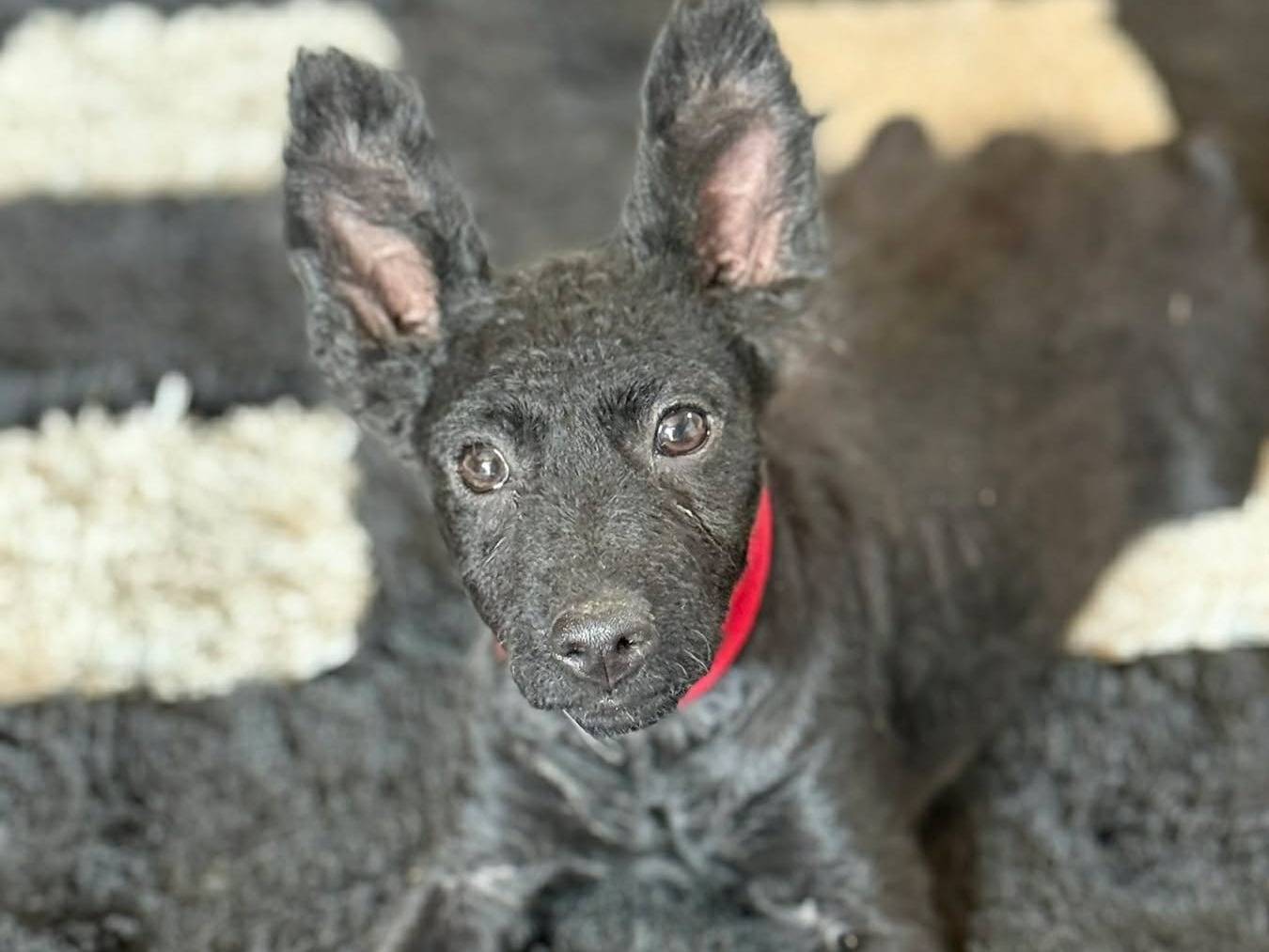 Adotta un cane, taglia media contenuta, femmina, Firenze
