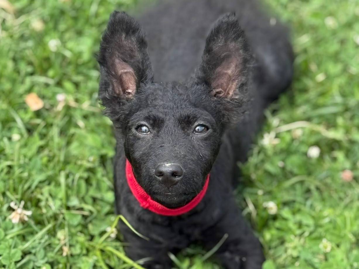 Adotta il cane GRETA a Firenze
