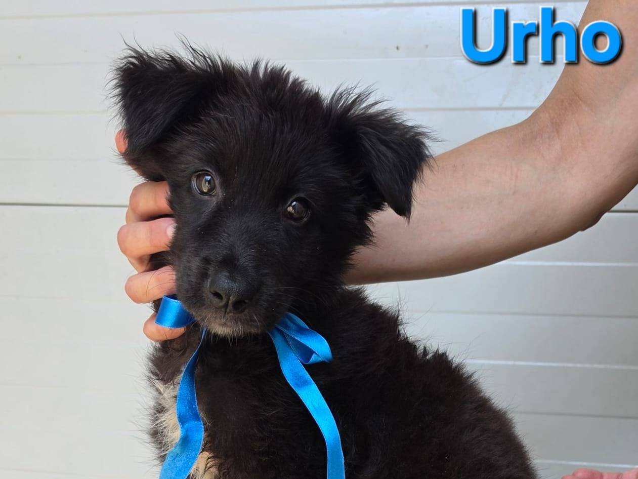 Adotta un cane, maschio, 2 mesi, Taranto