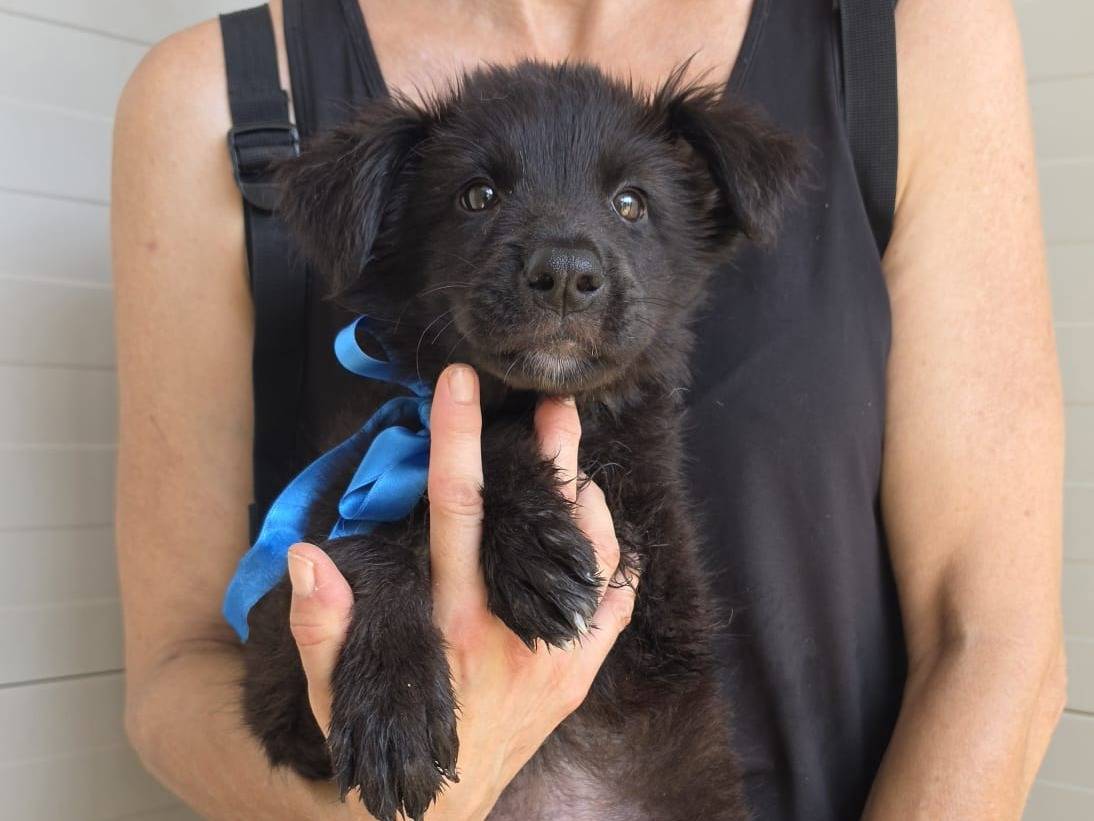 Adotta un cane, taglia media, maschio, Taranto