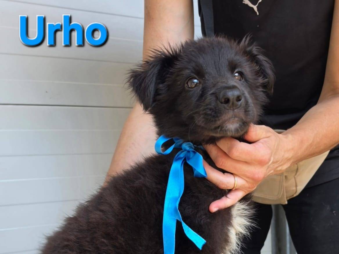 Vuoi adottare un cane a Taranto?