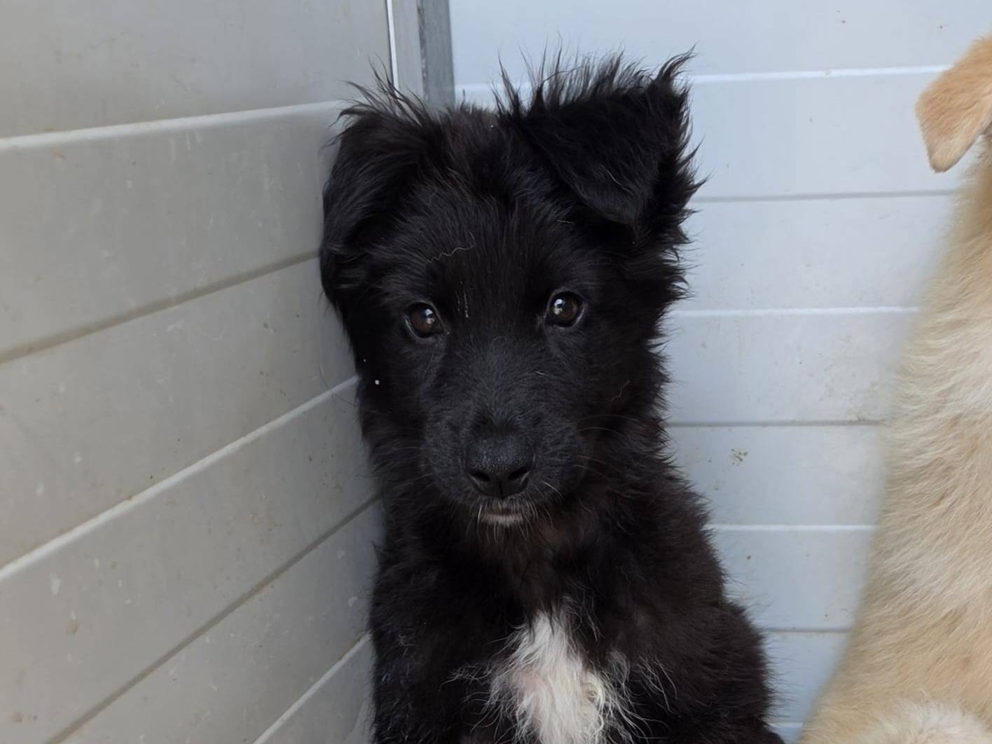 Adotta il cane Urho a Taranto