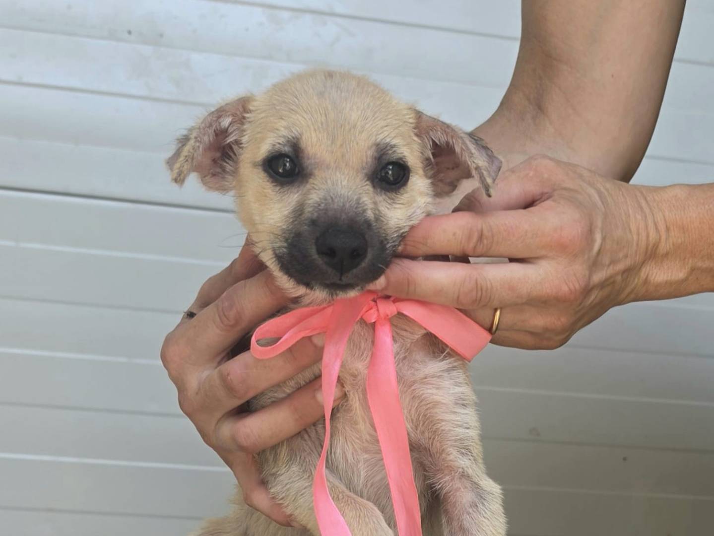 Adotta un cane, femmina, 2 mesi, Taranto