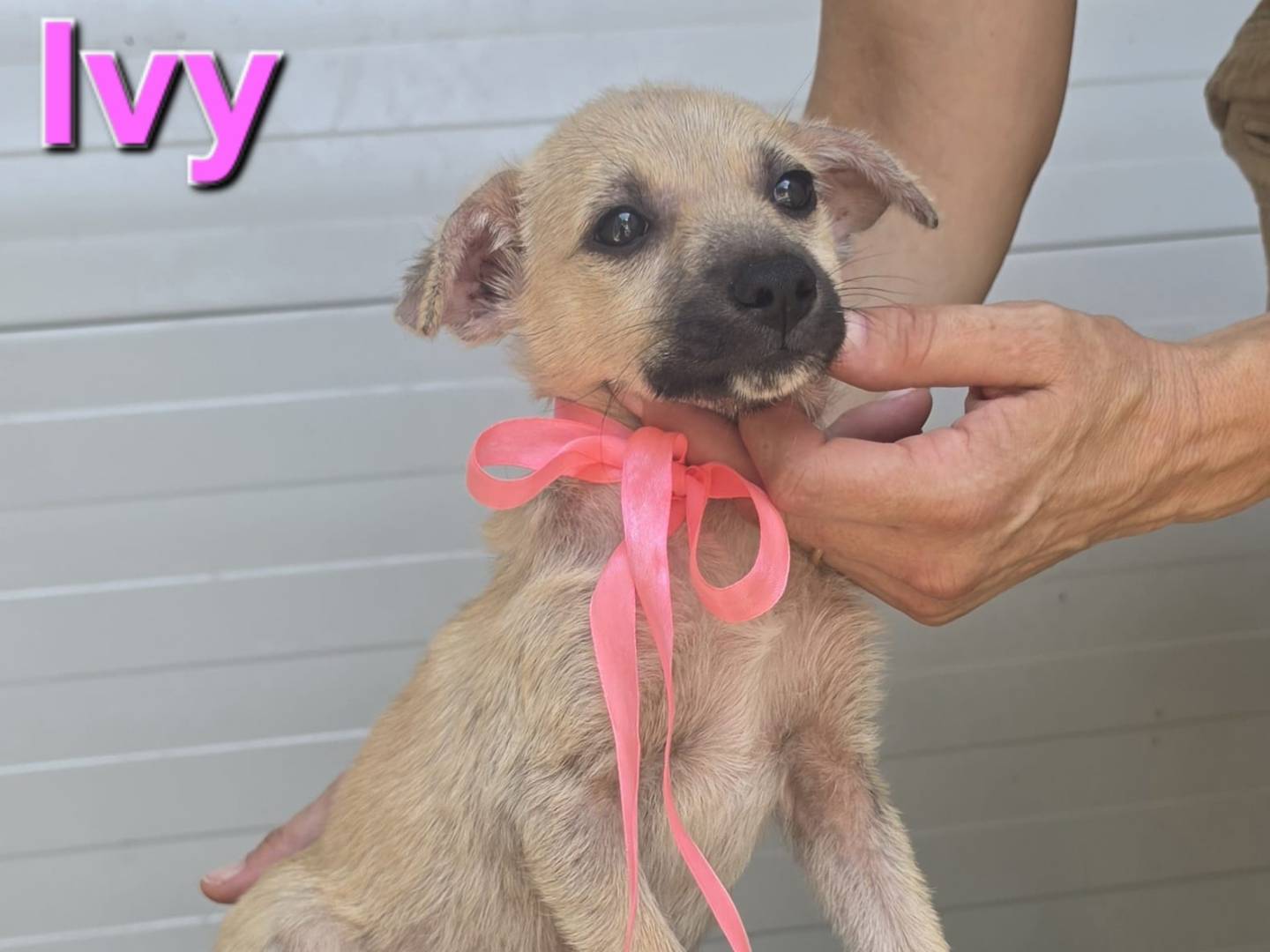Vuoi adottare un cane a Taranto?